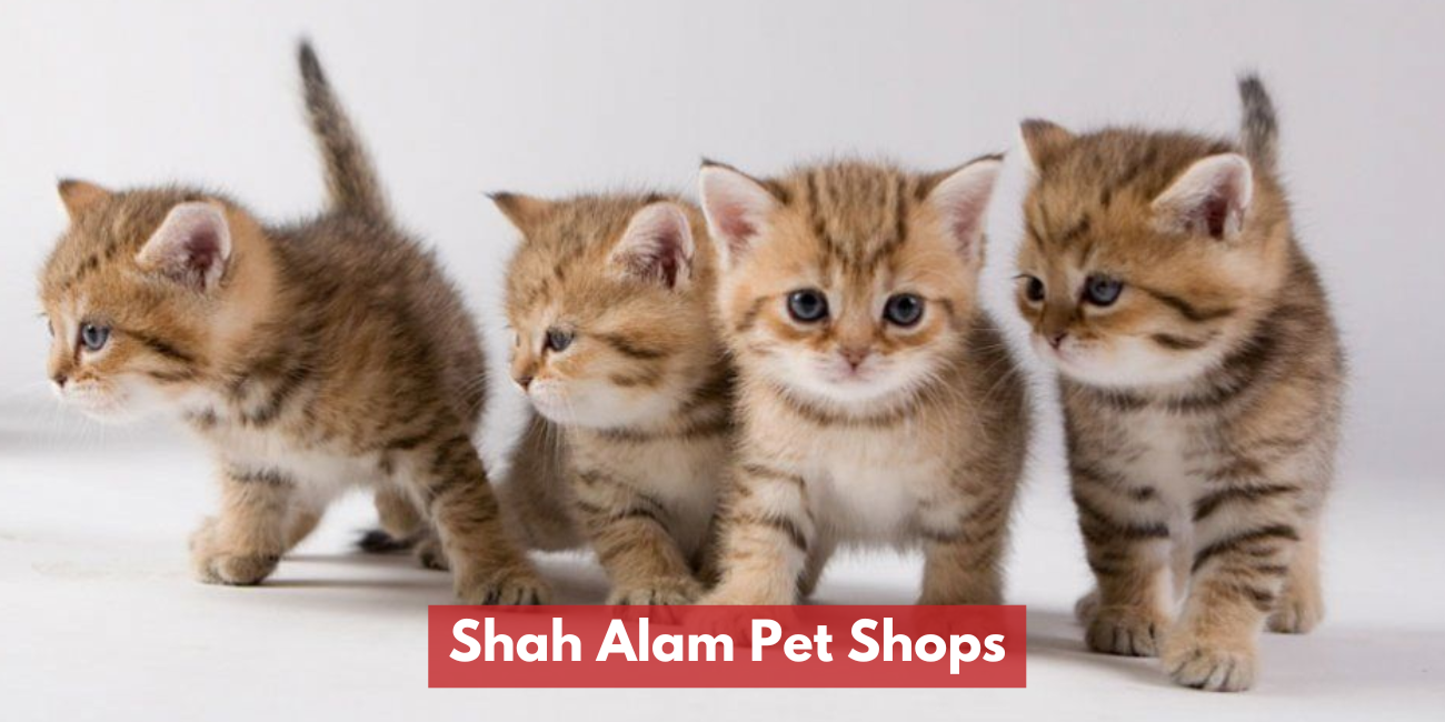 Shah Alam Pet Shops