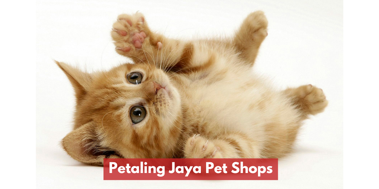 Petaling Jaya Pet Shops