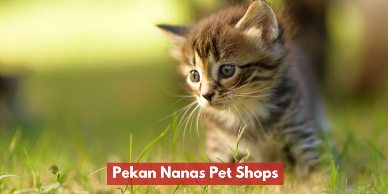 Pekan Nanas Pet Shops