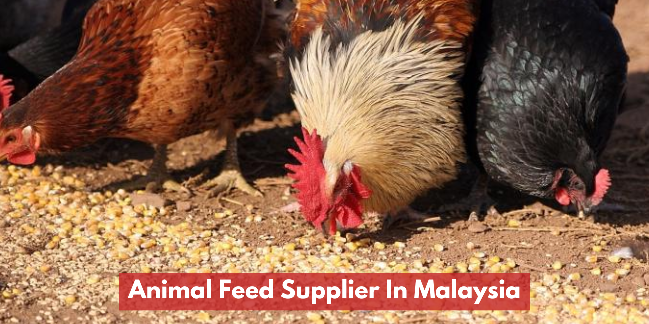 Animal Feed Supplier In Malaysia