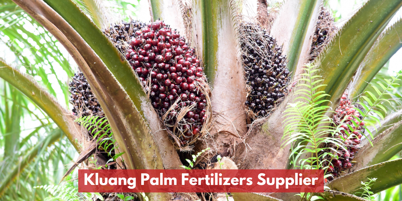 Kluang Palm Fertilizers Supplier
