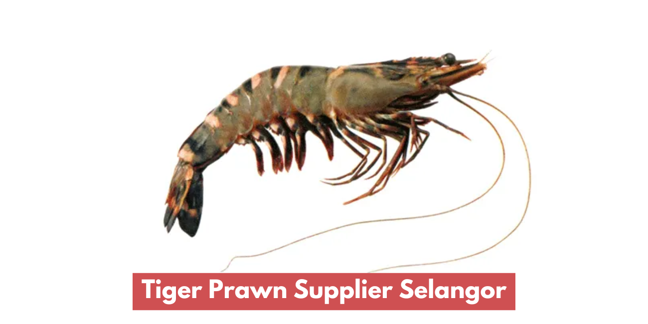 Tiger Prawn Supplier Selangor
