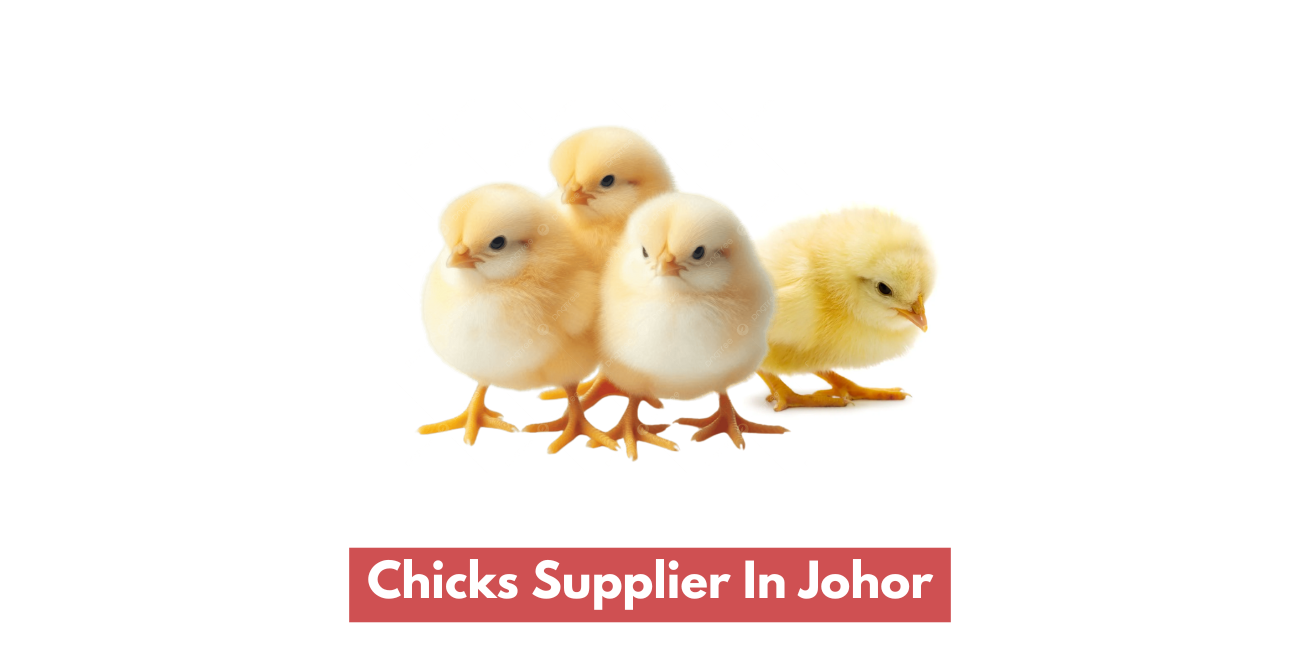 Day Old Chicks Supplier In Johor