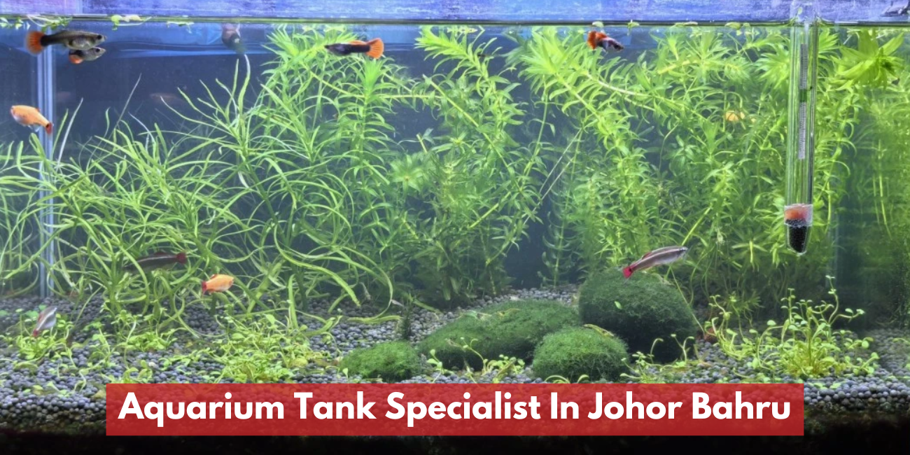 Aquarium Tank Specialist In Johor Bahru