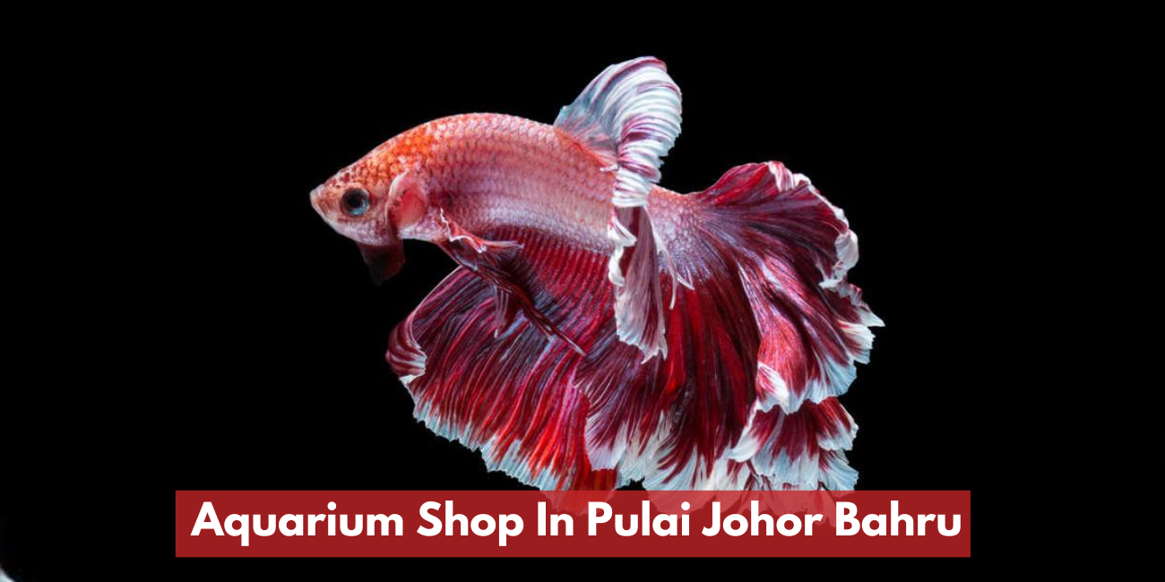 Aquarium Shop In Pulai Johor Bahru