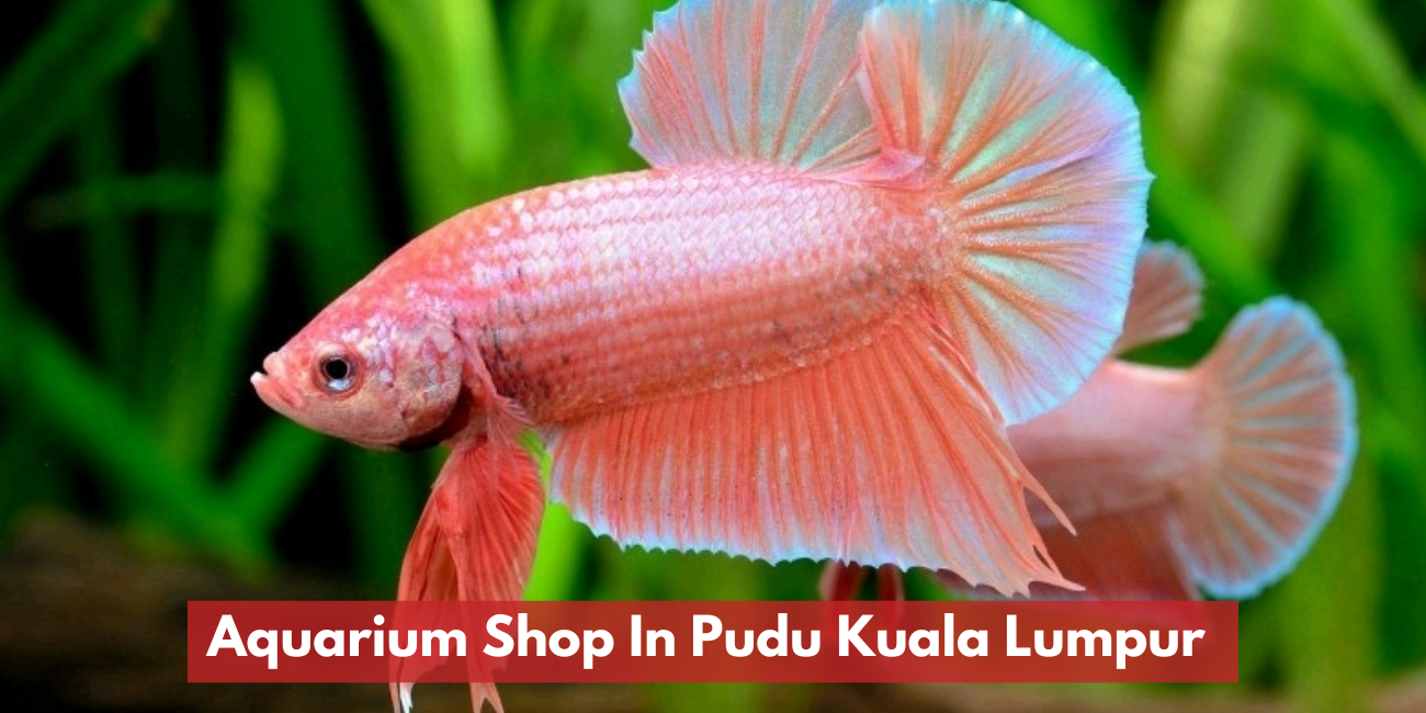 Aquarium Shop In Pudu Kuala Lumpur