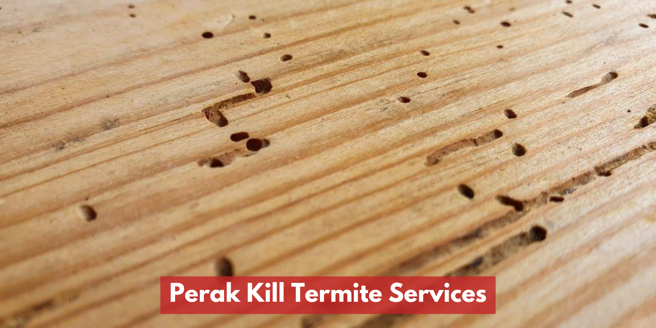 Perak Kill Termite Services