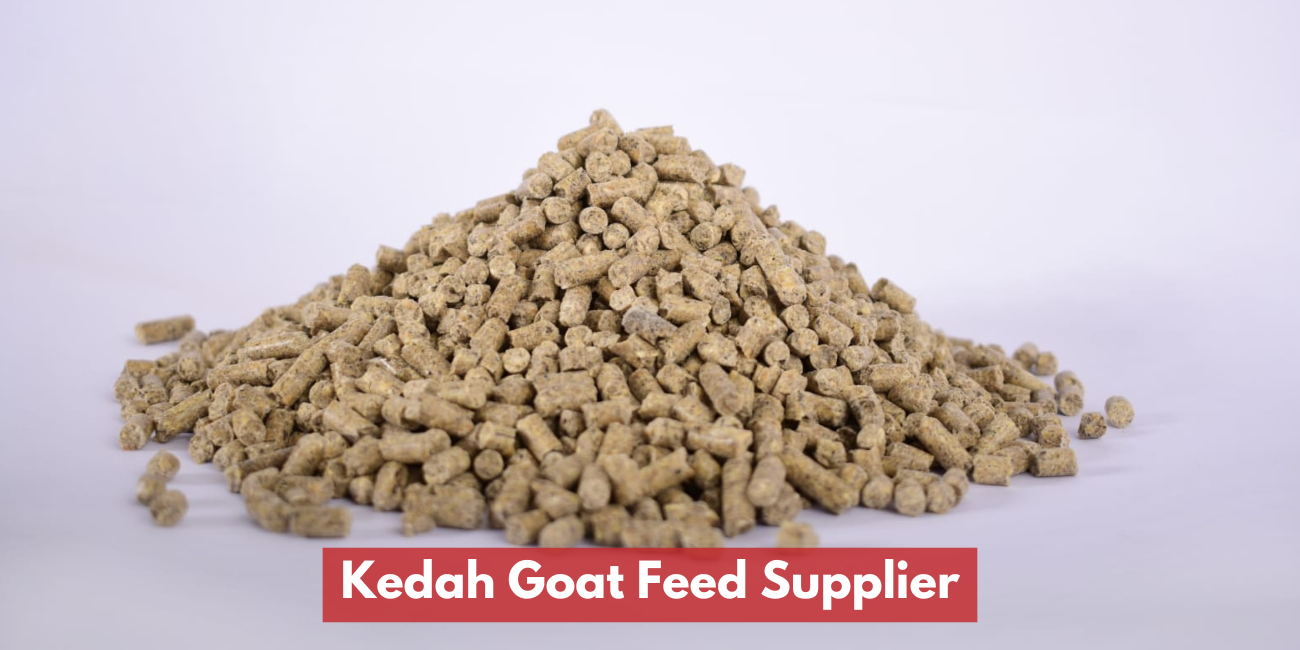 Kedah Goat Feed Supplier