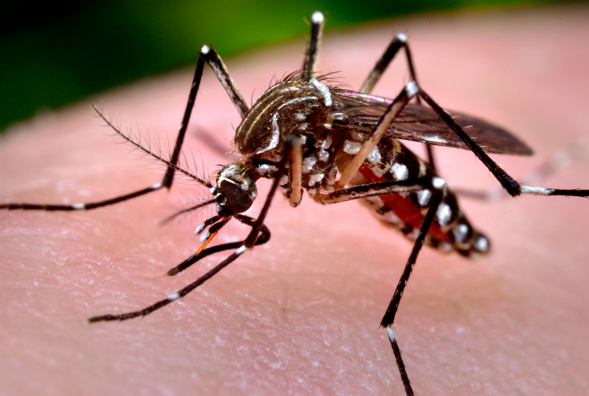 Aedes mosquito vector