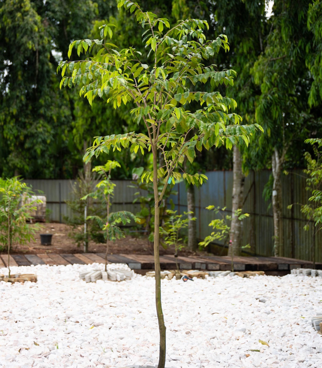 Sustainable Agarwood Orchard Malaysia | Agartana Legacy Tree Ownership