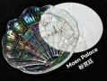 SHELL GLASS PLATE ǿʽ