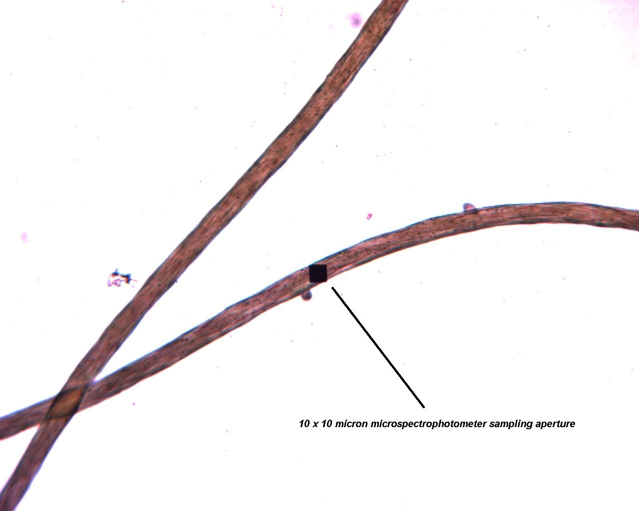 msp_test_fiber.jpg (12801024)