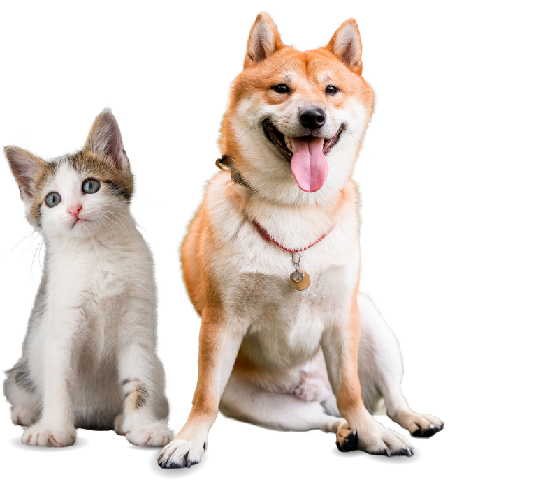 Paw Walker Grooming House