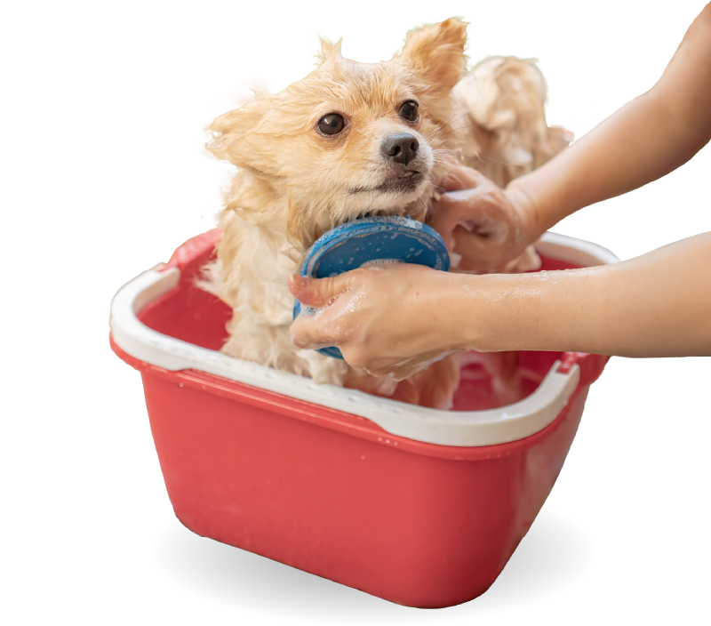 Paw Walker Grooming House