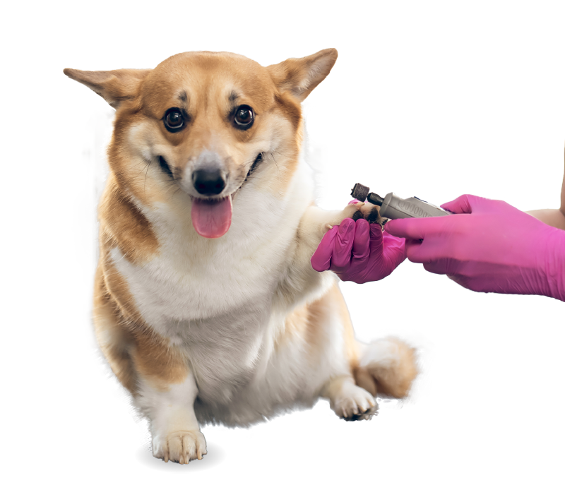 Paw Walker Grooming House