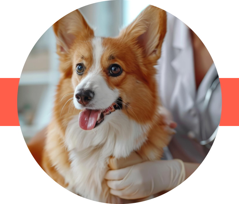 CARING FOR PETS
