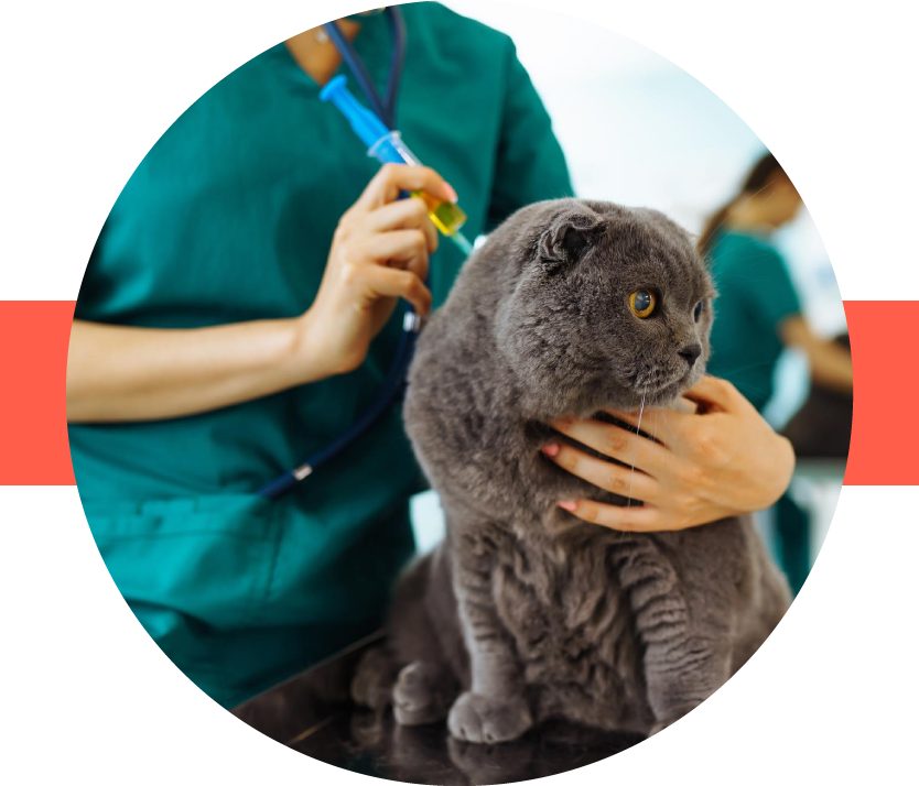 CARING FOR PETS